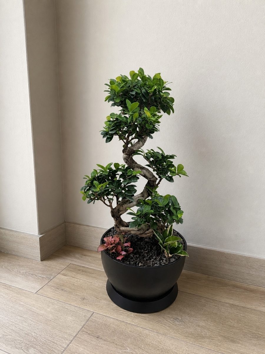 가지마루 · 높이 약 90cm