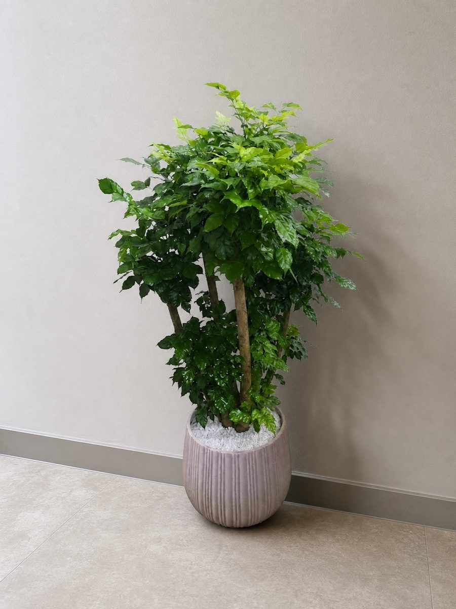 녹보수 · 높이 약 150cm