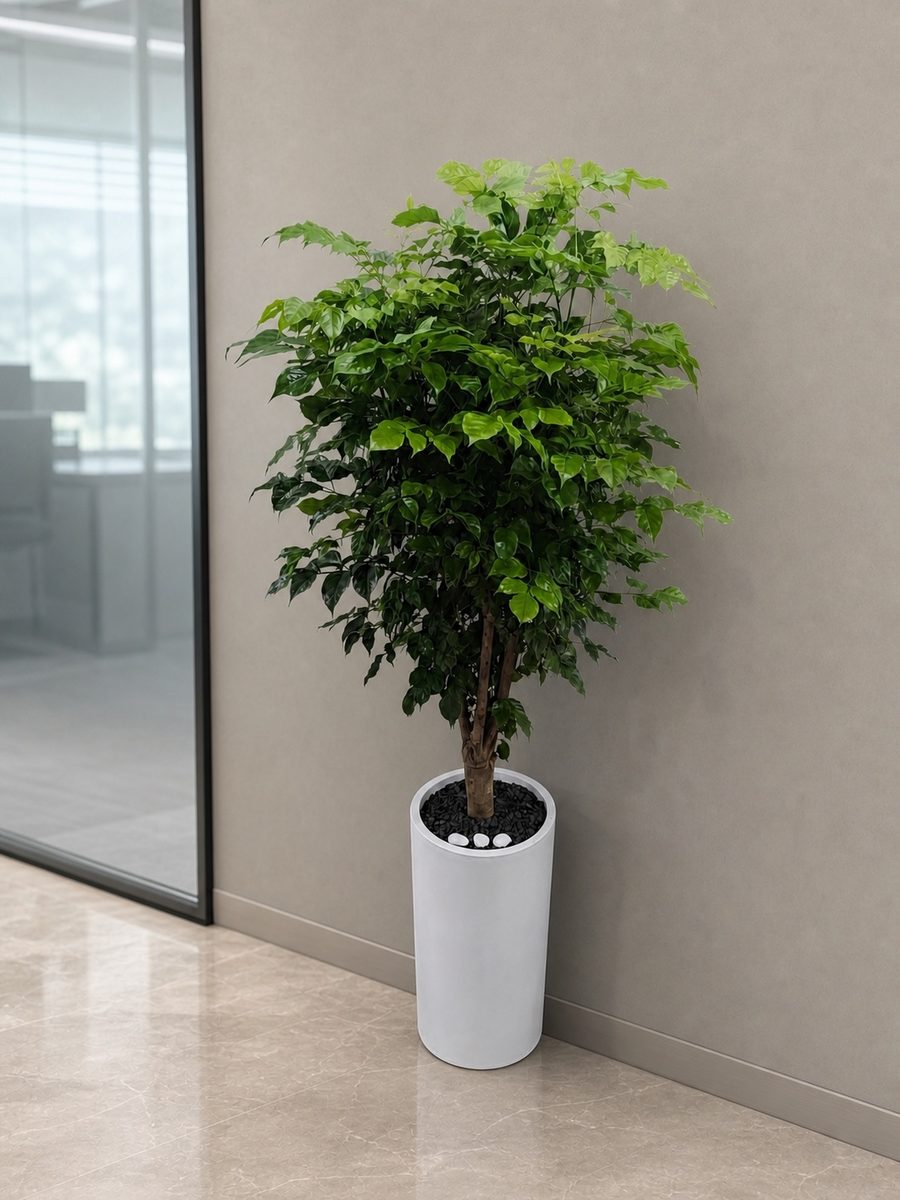 녹보수 · 높이 약 150cm