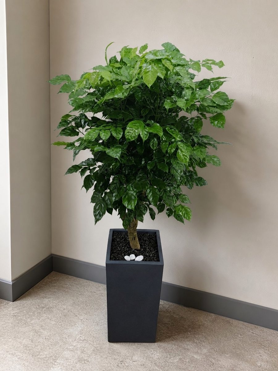 녹보수 · 높이 약 150cm