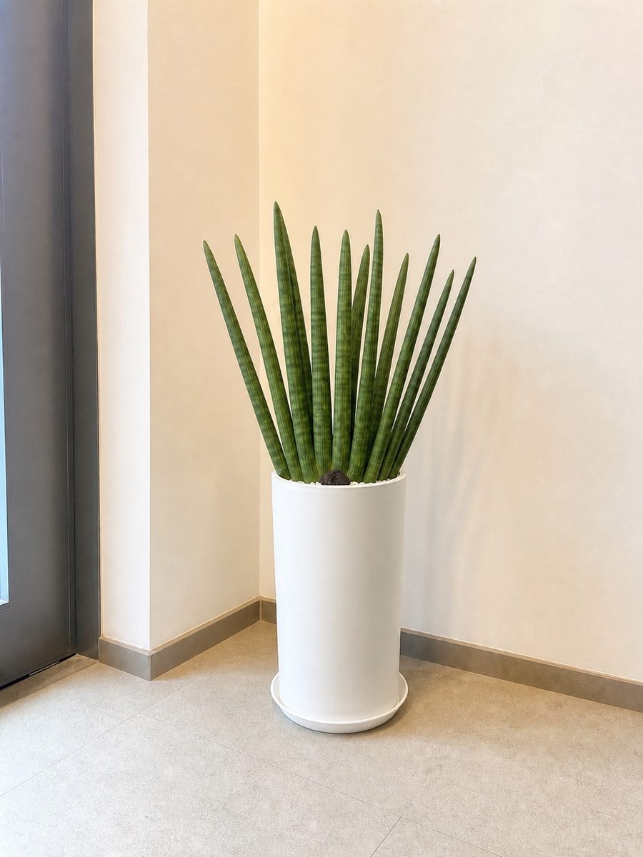 스투키 · 높이 약 110cm