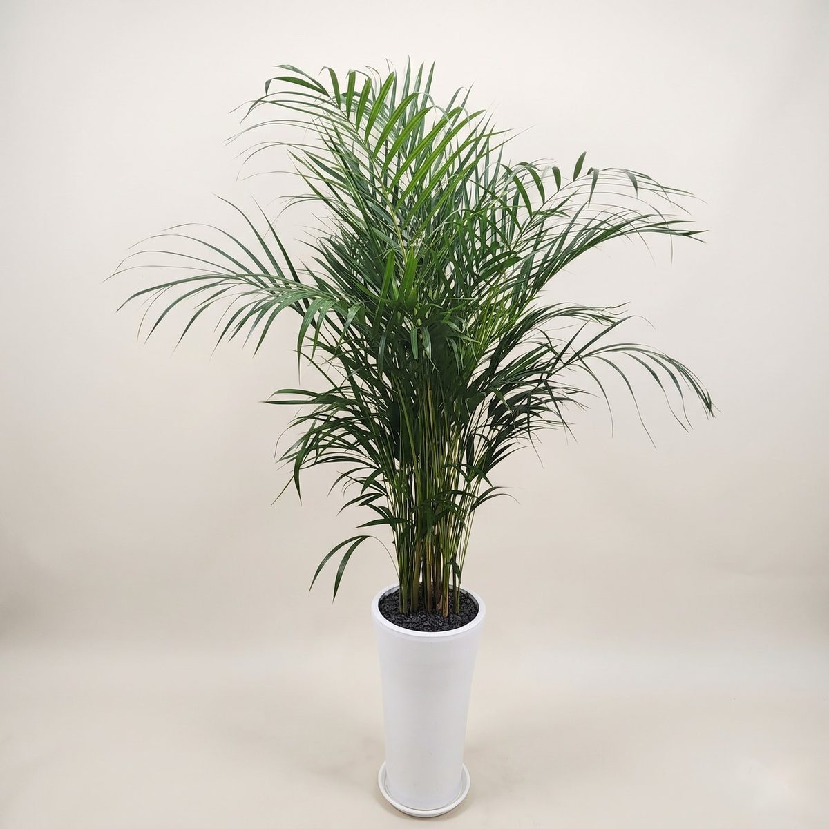 아레카야자 · 높이 약 150cm