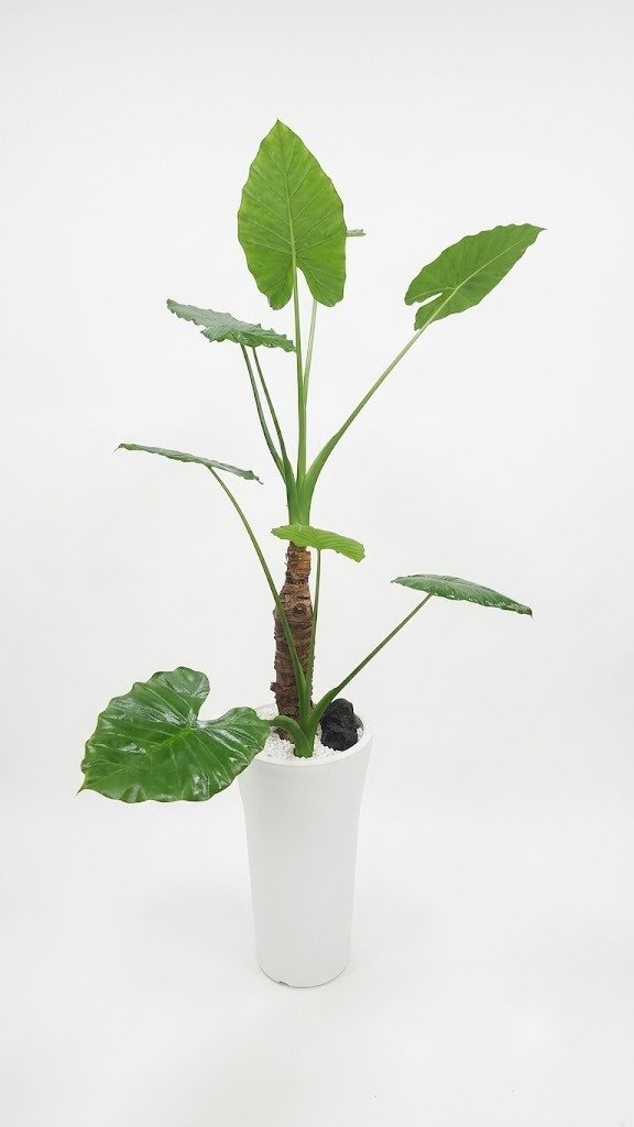 알로카시아 · 높이 약 150cm