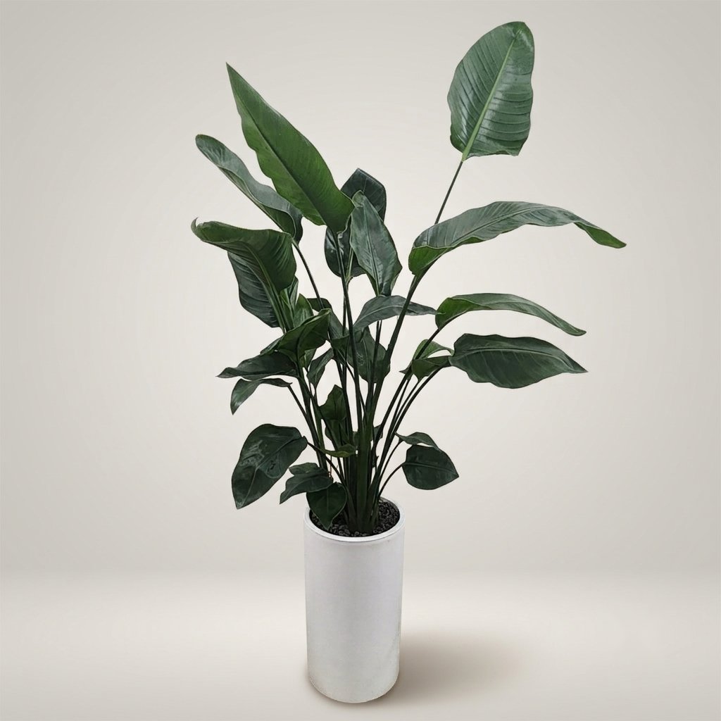 여인초 · 높이 약 150cm