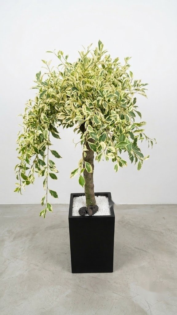 칼라벤자민 · 높이 약 150cm