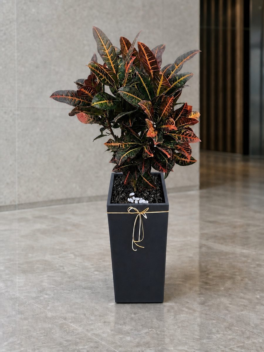 크로톤