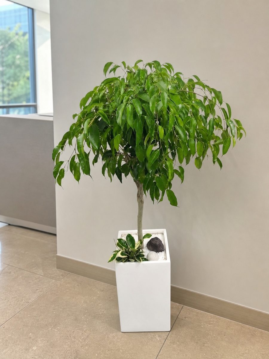 킹벤자민 · 높이 약 120cm