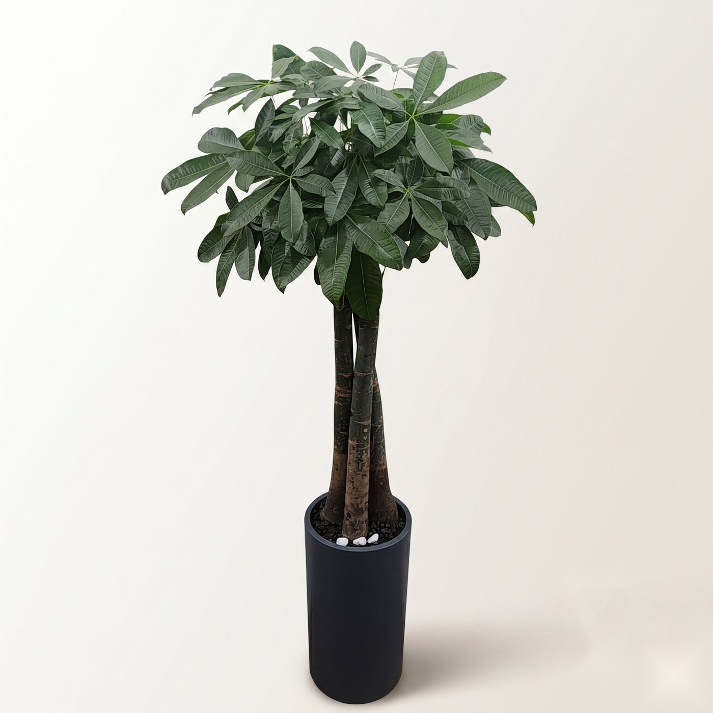 파키라 · 높이 약 150cm