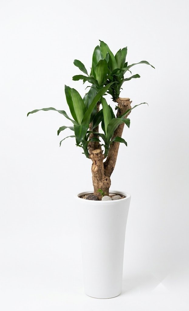 행운목괴목 · 높이 약 110cm