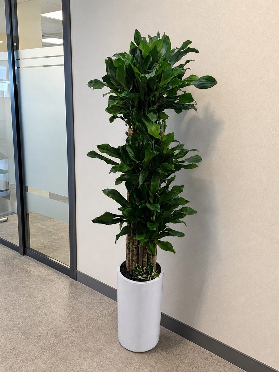 황금죽 · 높이 약 150cm